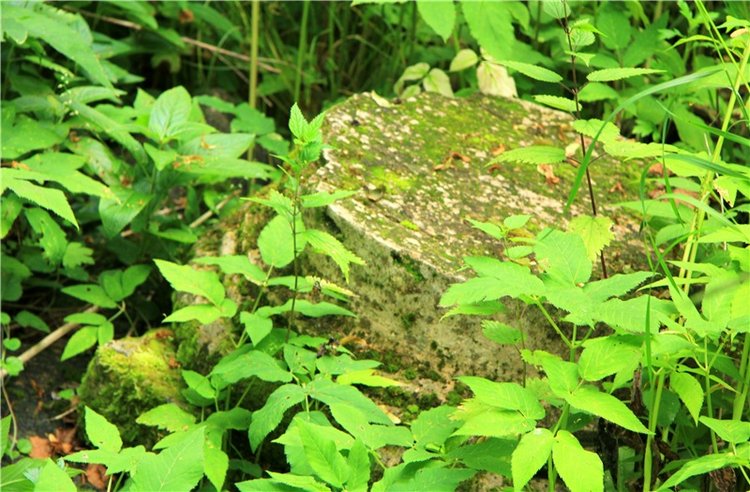 Путешествие Виолы в Усадьбу Знаменское-Раёк