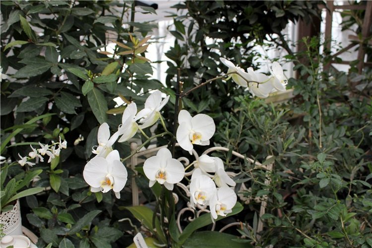 Тверской Ботанический Сад, продолжение | Бэйбики Тверской Ботанический Сад, продолжение