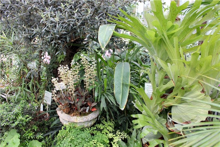 Тверской Ботанический Сад, продолжение | Бэйбики Тверской Ботанический Сад, продолжение