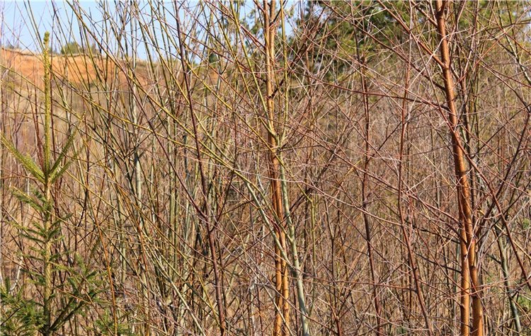 Имани и Водопад — Куклы Kaye Wiggs (Кайе Виггс): авторские BJD (БЖД)