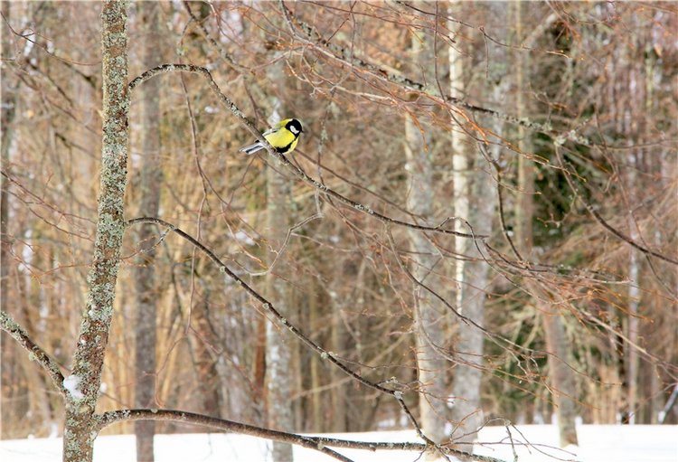Снежный Март — Туризм и путешествия: фотоотчеты из поездок