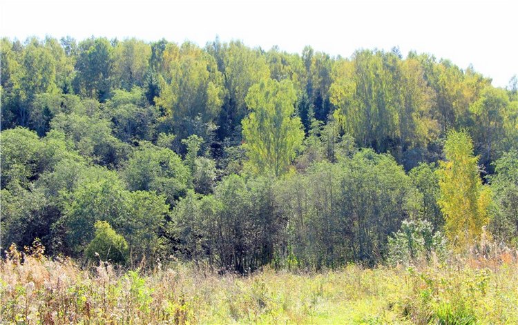 Старицкая Швейцария. Старицкие пещеры, д. Толпино, заключительная часть (фото 7)