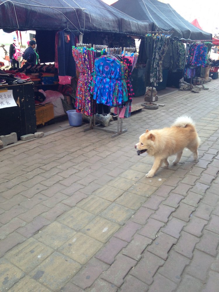 Прогулка по Китаю-2 (обзор цен на игрушки, животных, шмотки, еду)