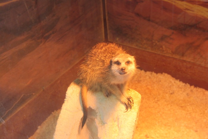 Псков. Эколого-биологический центр. Часть 2 (фото 8)