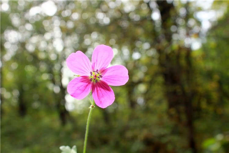 Странница во времени — Антикварные куклы Simon & Halbig (S&H): Симон Хальбиг (фото 6)