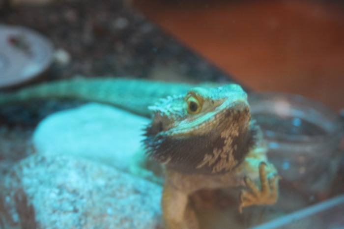 Псков. Эколого-биологический центр. Часть 1