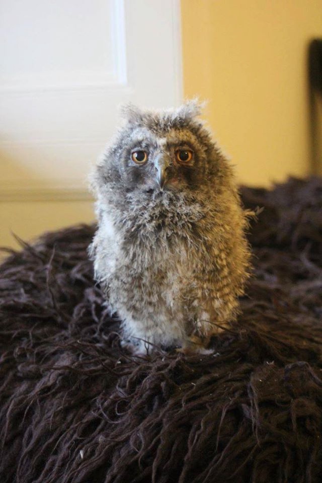 Любительские и профессиональные фотографии Сов (выпуск 2)