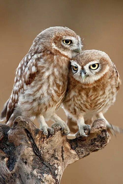 Любительские и профессиональные фотографии Сов (выпуск 2)