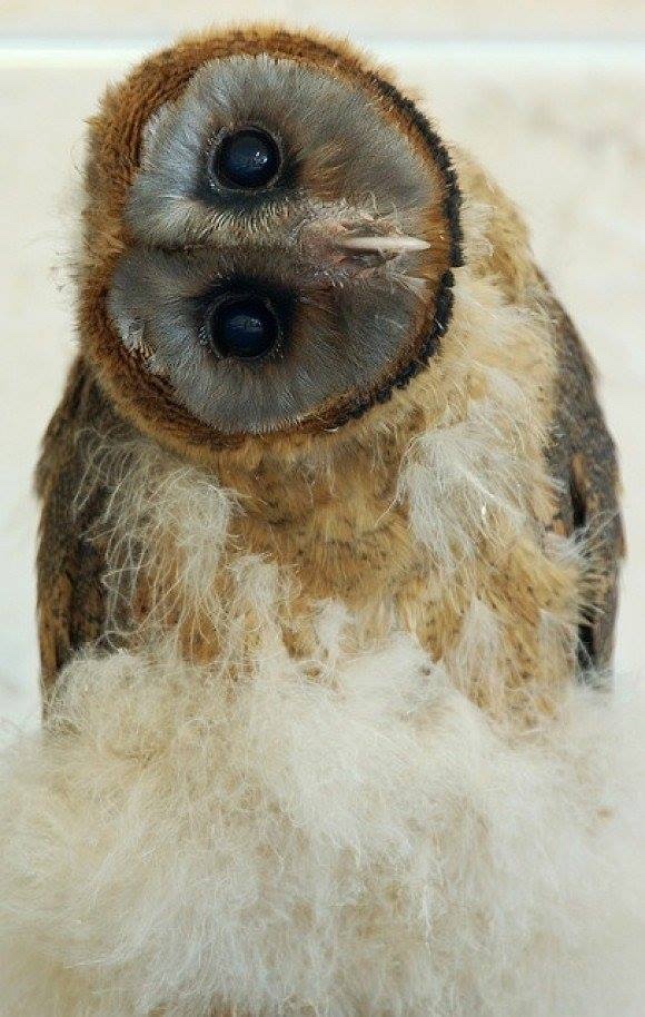 Любительские и профессиональные фотографии Сов (выпуск 2)