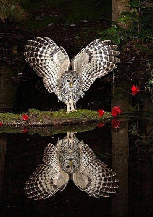 Любительские и профессиональные фотографии Сов (выпуск 2)