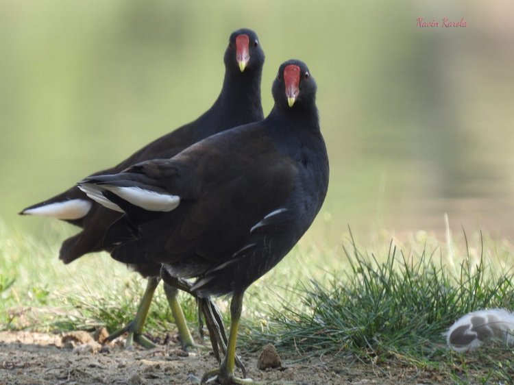 Любителям природы - профессиональные фотографии (выпуск 4)