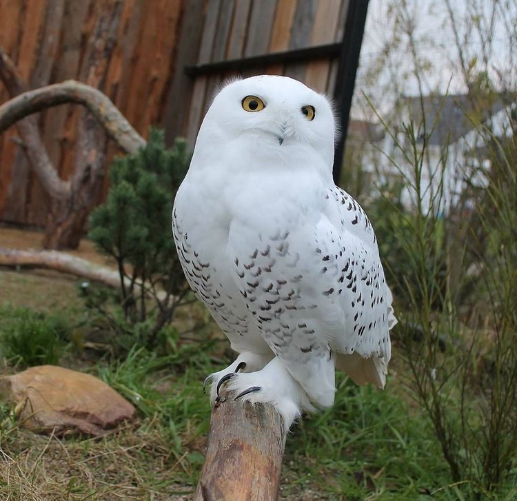 Любительские и профессиональные фотографии Сов (выпуск 2)