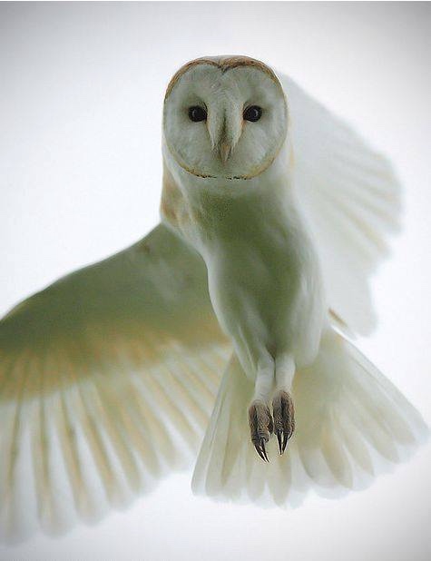 Любительские и профессиональные фотографии Сов (выпуск 2)