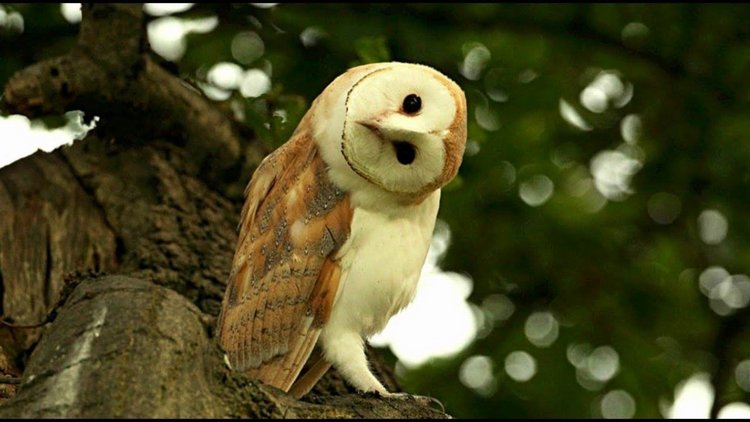 Любительские и профессиональные фотографии Сов (выпуск 2)