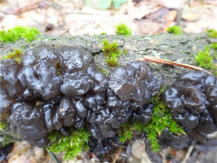 23 февраля - расцвели синие подснежники