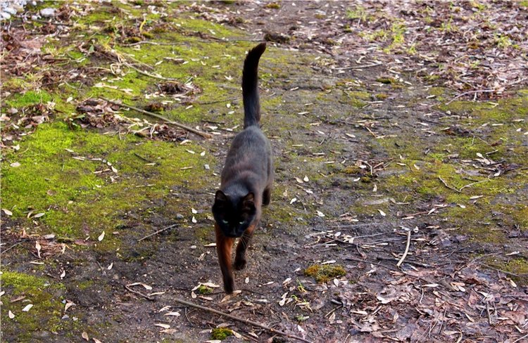 Тверской "Луксор" — Куклы Meadow dolls (Медовушки): BJD (БЖД)