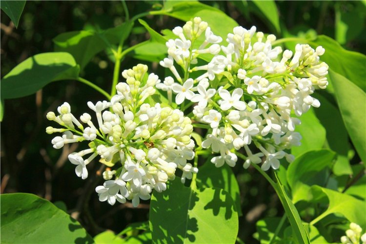 Эля в Иванишах. Twinkles Ella Chocolate