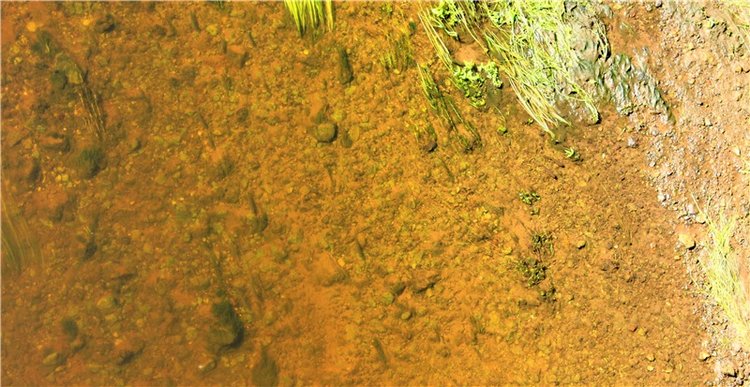 "Троицкие гуляния" в Василёво, 2019 год. Архитектурно-этнографический музей под открытым небом Василёво (фото 5)