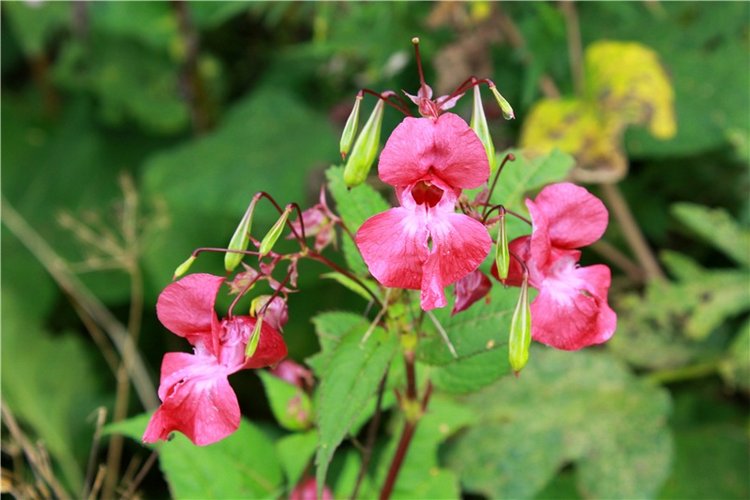 Сентябрьское путешествие в Старицу, четвёртая часть