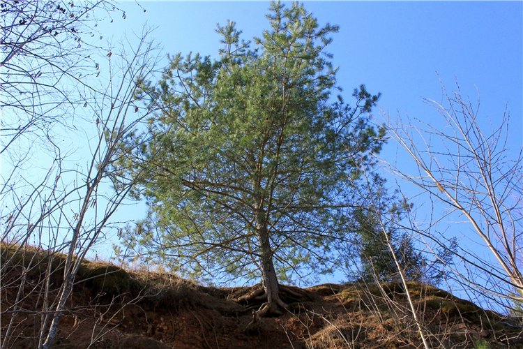 Имани и Водопад — Куклы Kaye Wiggs (Кайе Виггс): авторские BJD (БЖД) (фото 4)