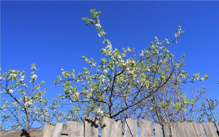 Одуванчиковая нежность, прогулка по Торжку