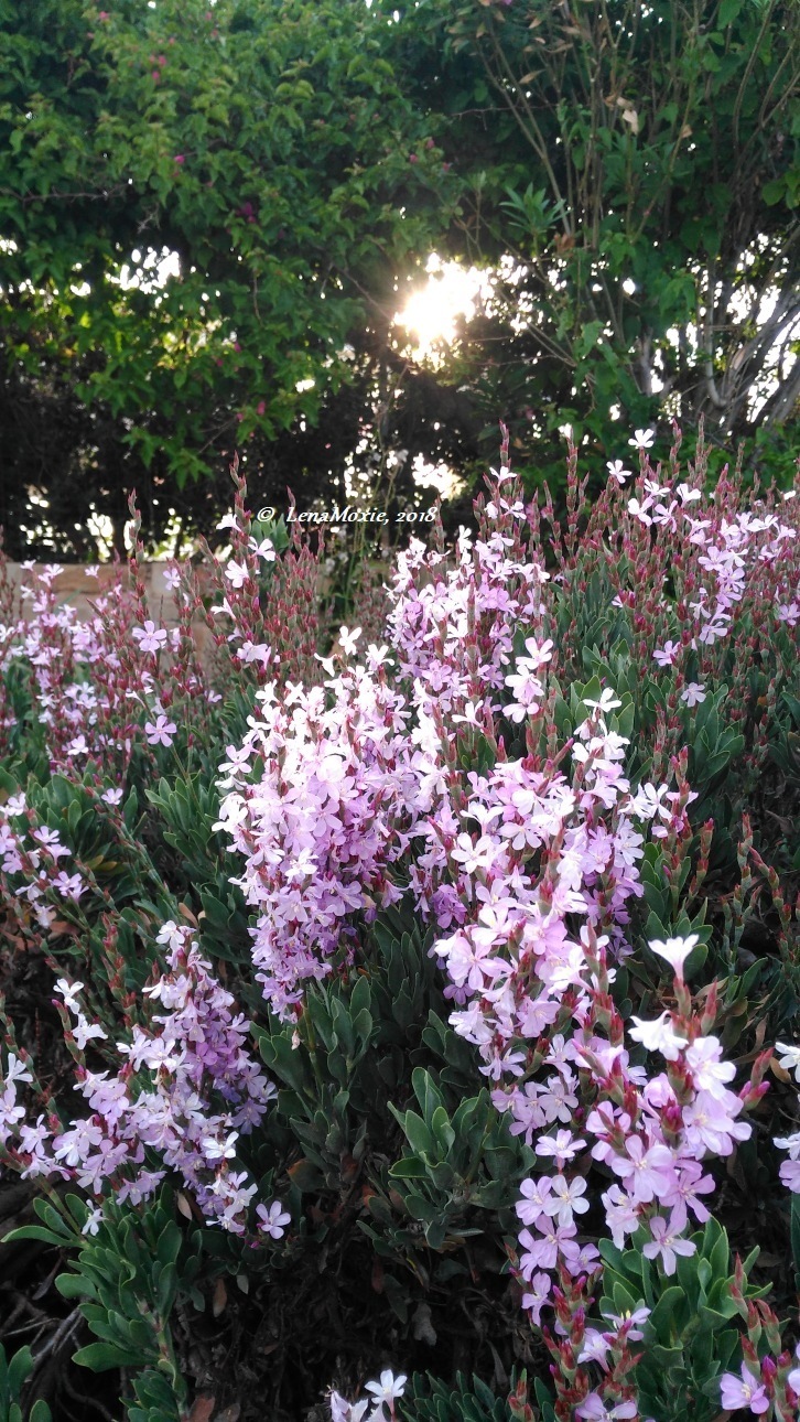 Kidz' тур. Нико на Крите. Аниссарас