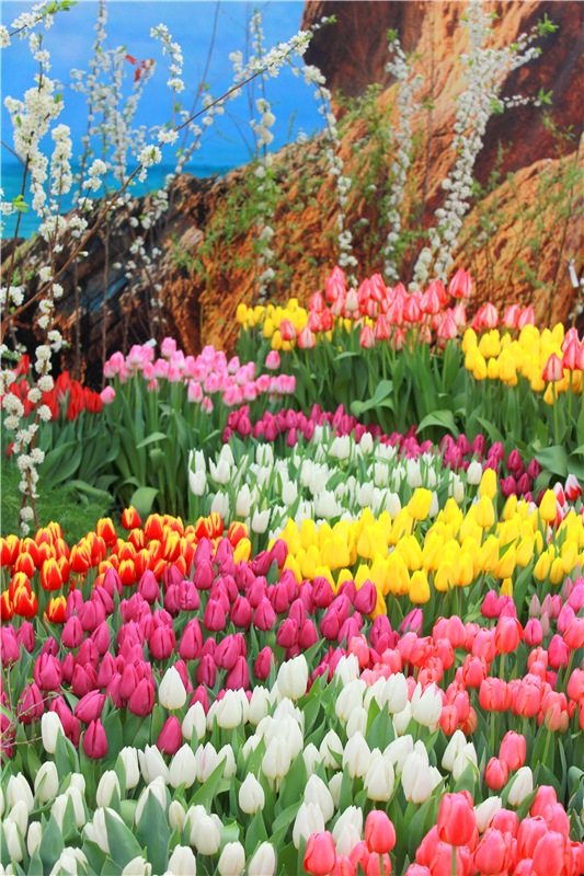 Тюльпановый Рай, продолжение. Выставка тюльпанов в Твери. Mini Layla elf Sunkissed skin от Kaye Wiggs