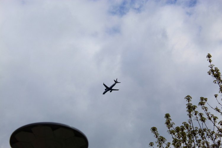 Цветущая Сакура. Прогулка по парку с Алисой. Весенние зарисовки