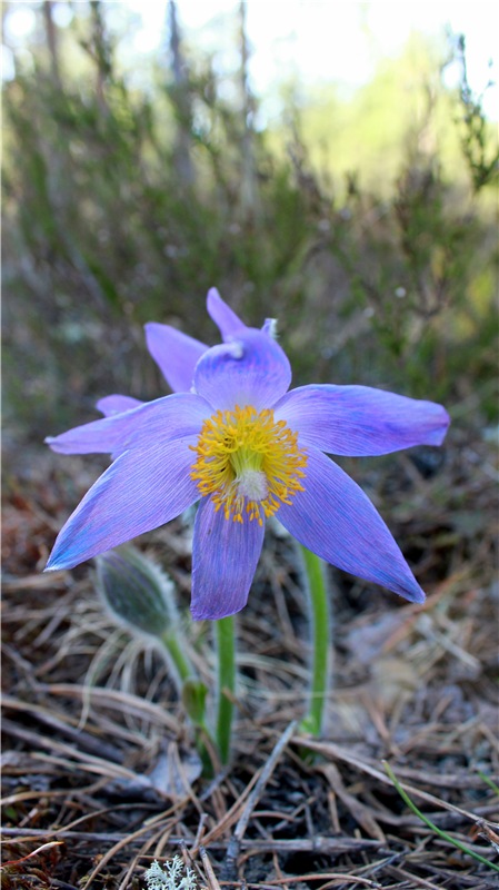 Джиджи на Орше. BJD Gigi от Meadow Dolls (фото 5)