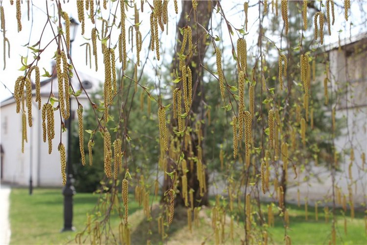 Накануне Светлого Праздника Пасхи. Старица, Свято-Успенский монастырь