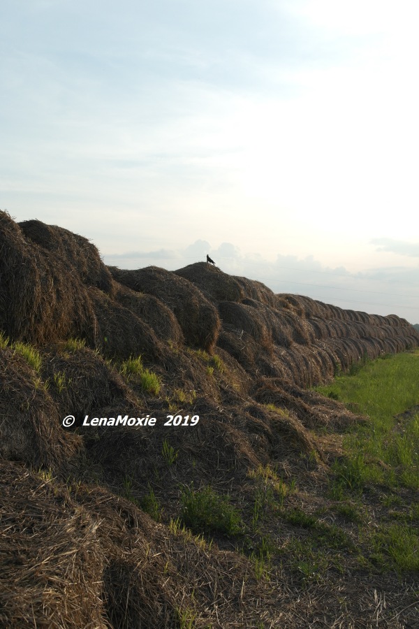 Нико. Прогулка в полях — Куклы Kidz'n'Cats (Соня Хартман): шарнирные 46 см (фото 3)
