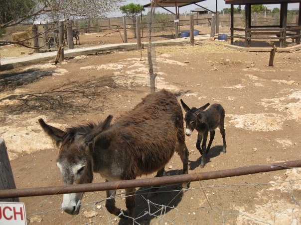 Путешествие на о. Кипр — Туризм и путешествия: фотоотчеты из поездок