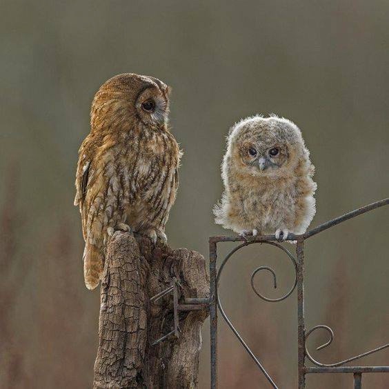 Любительские и профессиональные фотографии Сов (выпуск 2)
