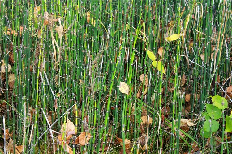 Путешествие Имани на Волгу, продолжение. Mini Imani от Kaye Wiggs