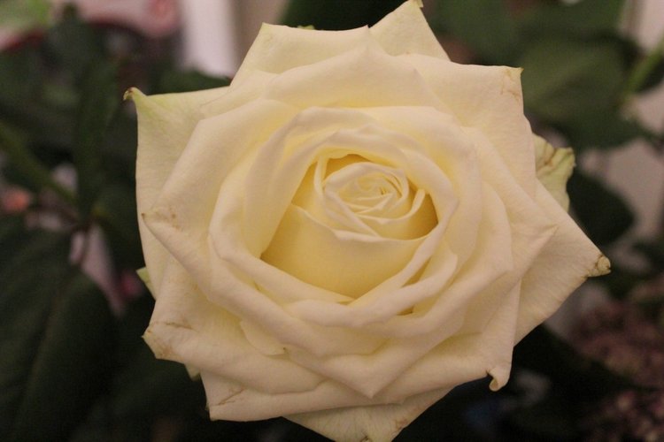 Вальс цветов с куклами Тоннер - Продолжение