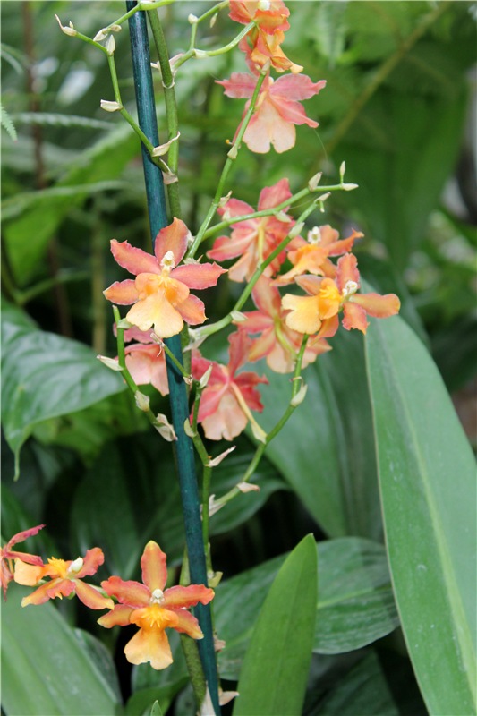 Тверской Ботанический Сад, продолжение | Бэйбики Тверской Ботанический Сад, продолжение