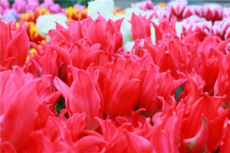 Выставка тюльпанов в Твери