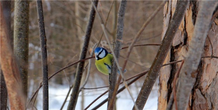 В поисках Синей птицы. Merle от Sissel Bjorstad Skille, Фирмы Götz