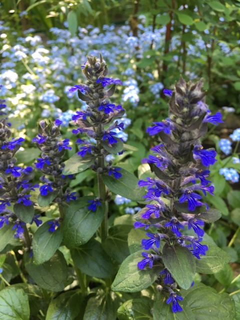 Поездка на дачу с Mui-chan, Migliorati и Sonny angel