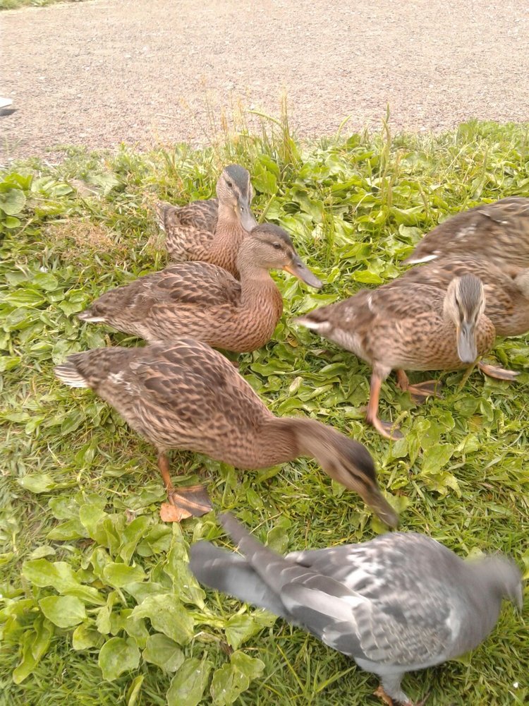 Наше лето, часть 1 — Куклы и тела Obitsu (Обитсу): 1/6 (фото 6)