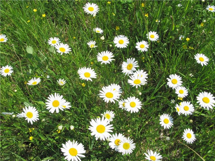 Я ехал к Вам! Пушкинский праздник в Берново, 2018 год