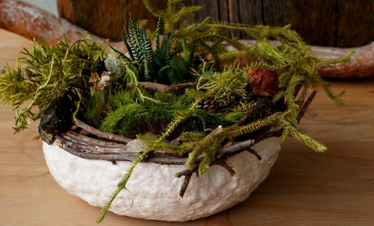 Кусочек природы в доме — Другие хобби и увлечения: сад (фото 4)