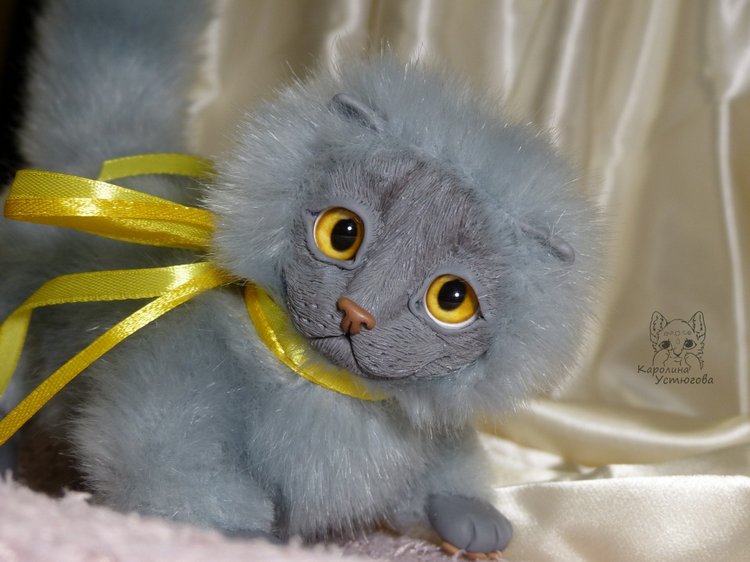 Котенок. Шотландский вислоухий