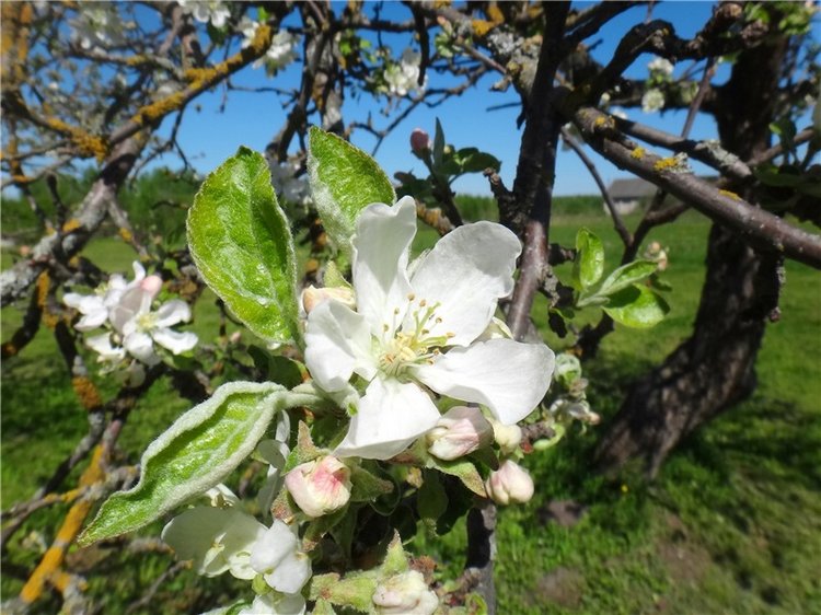 Дивная Весна — Куклы Zwergnase (Цвергназе/Цверги): фото