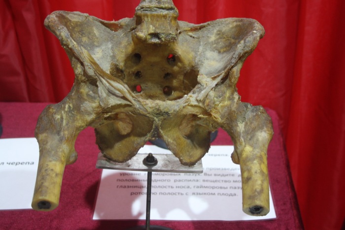 Псков: Петербургская Кунсткамера у нас в гостях. СТРОГО 18 + (фото 5)