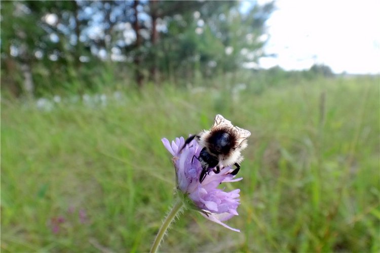 Прогулка Бенни на Волге. Benny Iplehouse Doll J.I.D (фото 5)