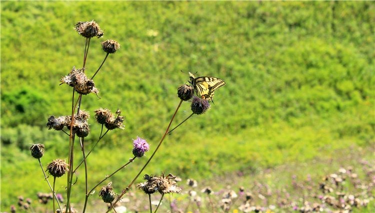 Подарок для Бенни | Бэйбики Подарок для Бенни — Куклы Iplehouse (Иплхаус): BJD (БЖД)