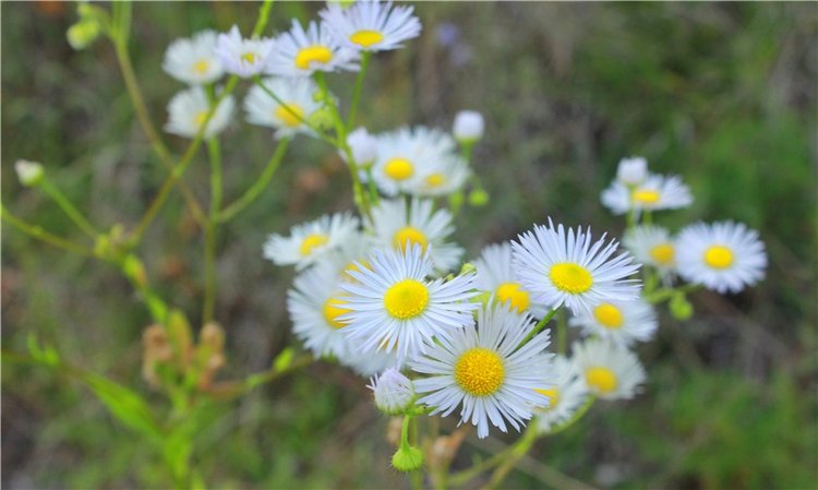 Живая Кукла. Колетт (Colette 2.2 от Soom Neo Angelregion) (фото 5)