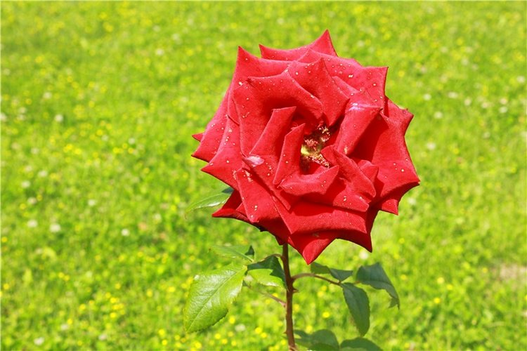 Любимая Старица. Свято-Успенский мужской монастырь