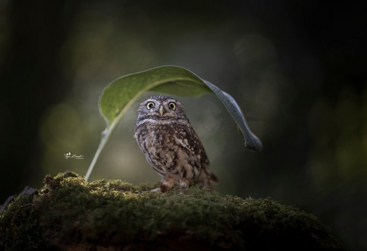 Любительские и профессиональные фотографии Сов (выпуск 2) (фото 7)